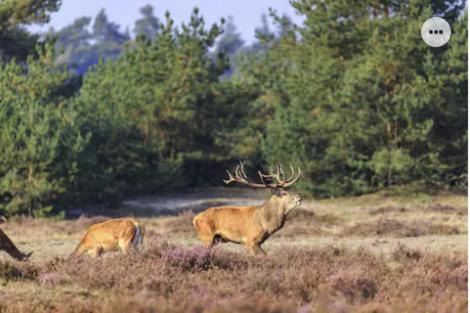 Vila Park Konijnenburg Putten Exteriér fotografie